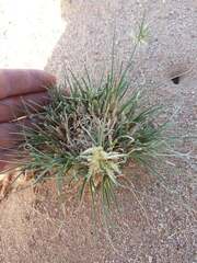 Cyperus conglomeratus, photograph (c) Karim Haddad, some rights reserved (CC BY)