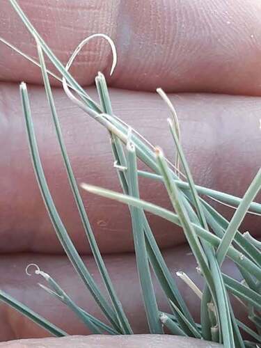 Cyperus conglomeratus, photograph 4