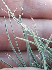 Cyperus conglomeratus, photograph (c) Karim Haddad, some rights reserved (CC BY)