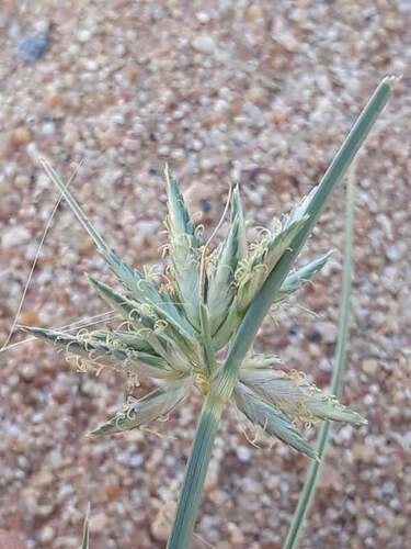 Cyperus conglomeratus