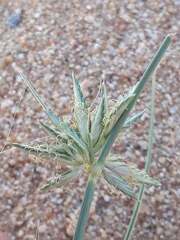 Cyperus conglomeratus