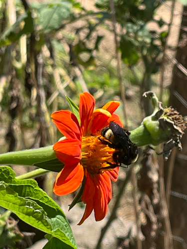 American Bumble Bee