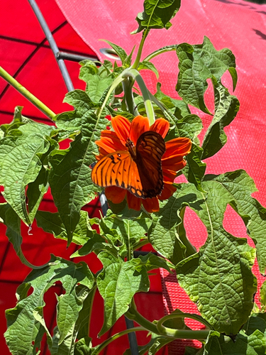 Gulf Fritillary