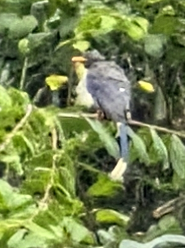Red-billed Blue-Magpie
