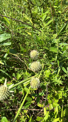 rattlesnake master