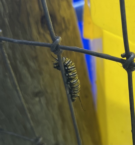 Monarch