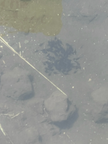 Rhinella marina observed 2026-09-01