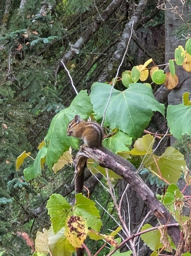 Townsend's Chipmunk observed by gordonhogenson