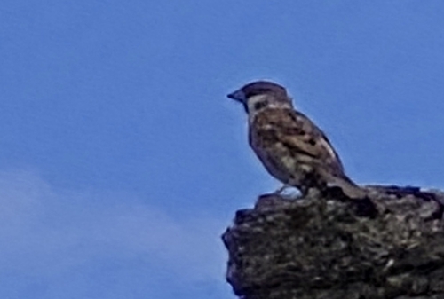 Eurasian Tree Sparrow