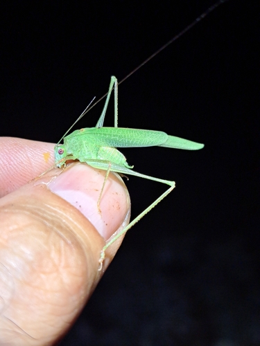 Mediterranean Katydid