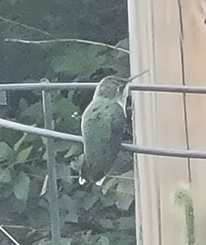 Ruby-throated Hummingbird observed by zygotestar
