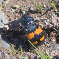 Nicrophorus hebes