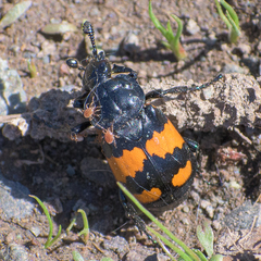 Nicrophorus hebes