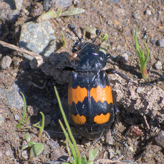 Nicrophorus hebes