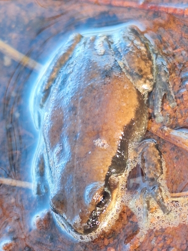 Desert Tree Frog