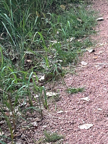Eastern Chipmunk observed by janellebar