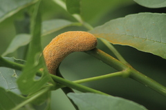 Pucciniaceae