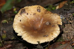 Russula neerimea