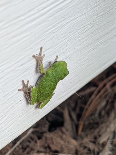 Gray Treefrog observed by tylerpollard