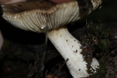 Russula neerimea