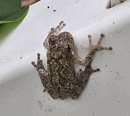 Gray Treefrog observed by joannamcgraw