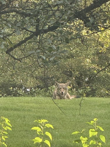 Coyote observed by pimtozul