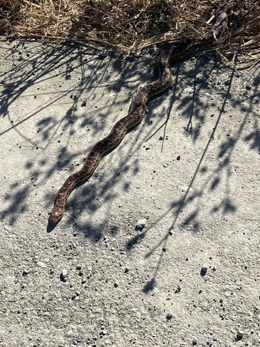 Gopher Snake observed by janousekwild