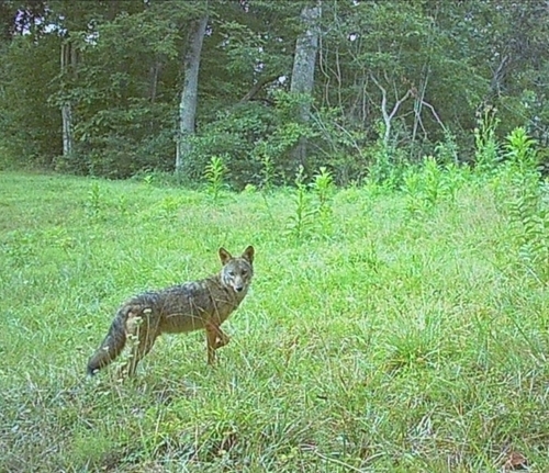 Coyote observed by tyler46069