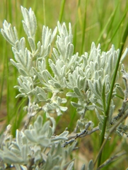 Artemisia cana