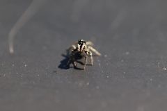 Salticus scenicus