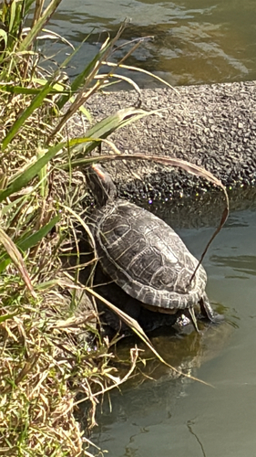 Pond Slider observed by cruss049