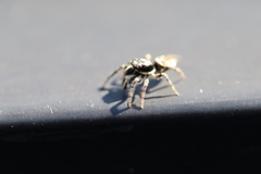 Salticus scenicus
