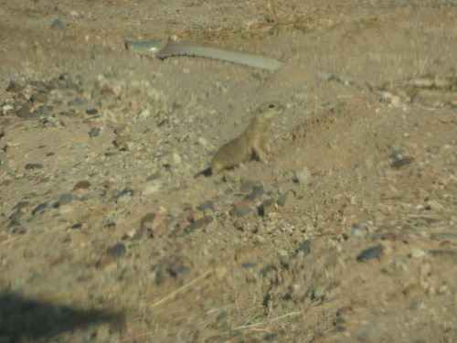 Round-tailed Ground Squirrel observed by alowemas