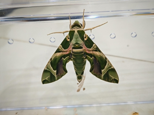 Oleander Hawkmoth