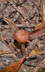 Laccaria canaliculata