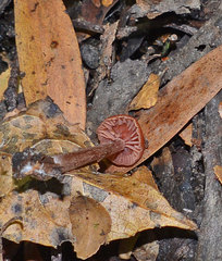 Laccaria canaliculata