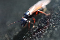 Camponotus modoc