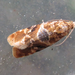 Lobesia yasudai - Photo (c) onidiras-iNaturalist, some rights reserved (CC BY-NC), uploaded by onidiras-iNaturalist