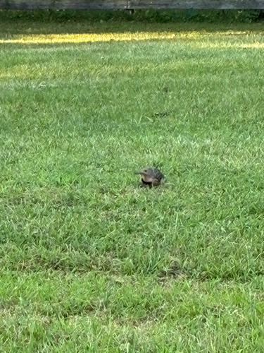 Northern Flicker observed by griffin_0015