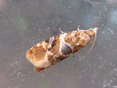 Lobesia yasudai