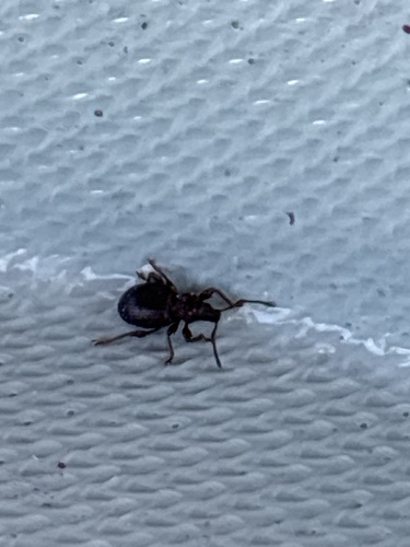 Strawberry Root Weevil