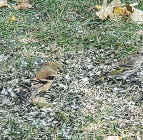 American Goldfinch observed by svermaak
