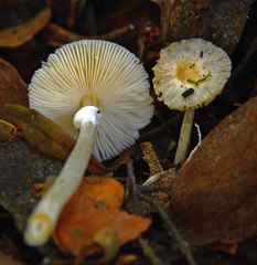 Leucoagaricus ooliekirrus