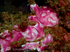 Didemnum membranaceum