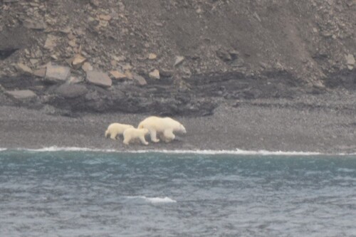 Black Bear sighting near Baffin