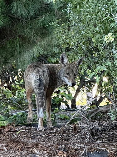 iNaturalist observation photo of Coyote