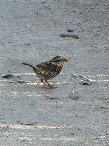 iNaturalist observation photo of Song Sparrow