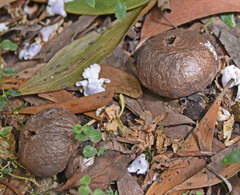 Lycoperdon scabrum