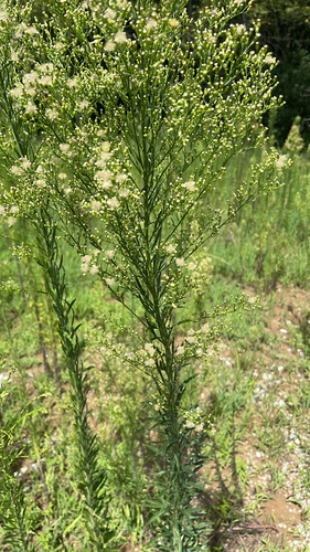 horseweed