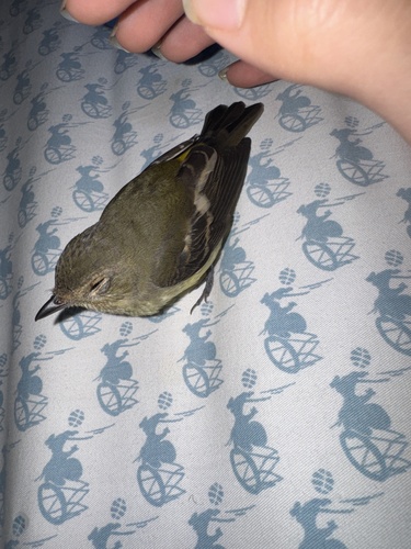 Yellow-rumped Flycatcher